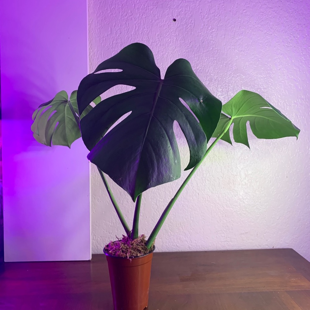 Monstera Deliciosa